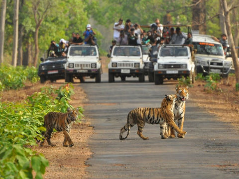 Jim Corbett